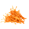Cordyceps