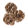 Maitake