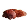 Reishi