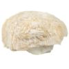 Lion's Mane